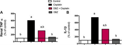 Dibenzazepine Attenuates Against Cisplatin-Induced Nephrotoxicity in Rats: Involvement of NOTCH Pathway